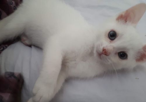 Fidget has found his home with his new humans, Katelyn and Trevor!