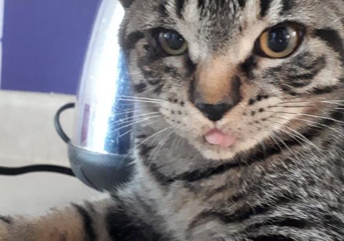 Mickey has found a new home with a human named Justin!