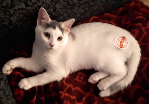 Midget joins her brother Mickey with a new human friend, Cassie!