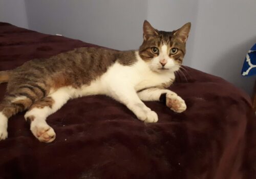 Prince took a brief respite with us before being reunited with his rescue family, Carol and Gord!