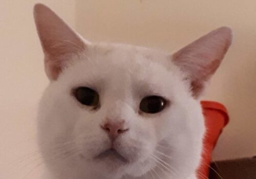 Rain currently has the run of the house (stay off mom and dad's bed, though!) with his human Kenny. A perfect match!