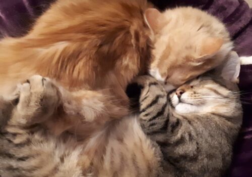 Is it a success story when mama says "these ones are staying with us"? Yep!