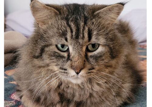 Martin has all the luck! Our sweet man is now living it up with Heather, Donovan, and the kids in a loving new home. Congratulations all around!