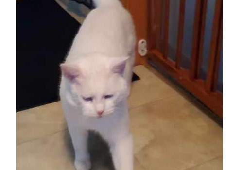 Now known by his nickname Snowie, this boy has found haven with Barb and Gord, and a couple of four-legged siblings. You go, bro!