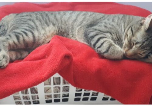 Our old pal X shacks it on up with Susan and Paul. And Grayson, obviously!