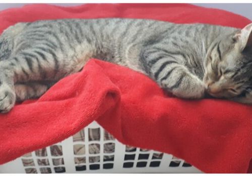 Our old pal X shacks it on up with Susan and Paul. And Grayson, obviously!