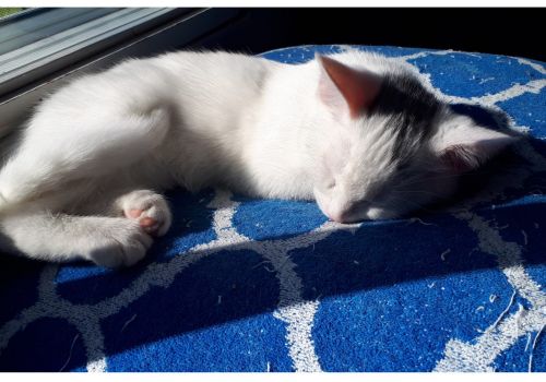 Et tu, Larry/Larissa? Georgia on my mind! Dorothy and Mike snag Arizona's virtual twin!