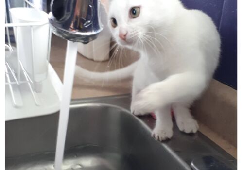 Farewell Linus/Lynette! Dorothy and Mike need their Arizona waterbaby!