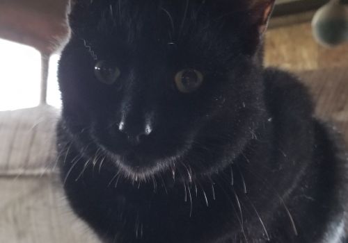 Moose left his brothers Monkey and Mellencamp to set up new digs with his new human, Kyle!