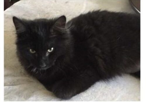 Noel has found a wonderful forever home with his new people, Anne and our long-time donor, Joe!