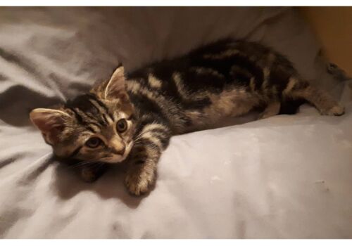 Sweet Sophie makes home with Sylvia, Cody, and the kids (...and Fenway!).