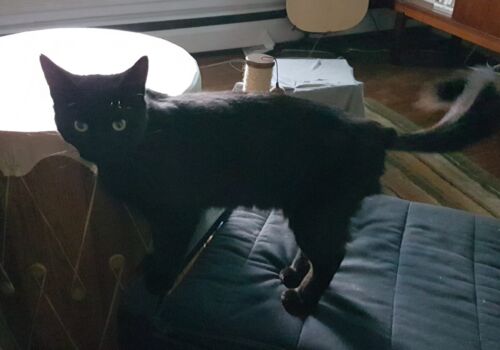 Shadow was such a wonderful boy, he ended up staying with Tobi and family, who rescued, rehabilitated, and fostered him. Huzzah, Shadow!