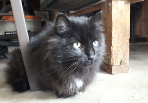 Patricia and Ron rescued, fostered, and found a home for Edmund, and now he is home! All we had to do was stand around looking dumb. Congratulations Edmund!