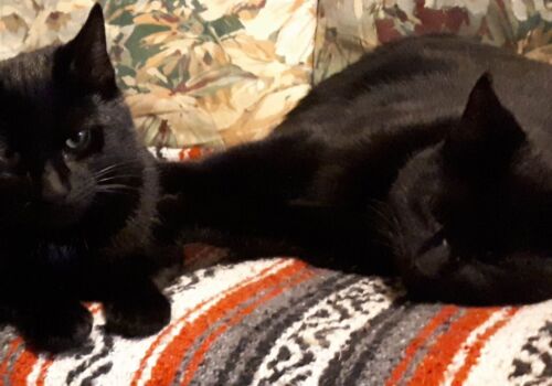 Our brothers found a home together with a lovely city family, including a new canine friend! That's a whole lotta fun!