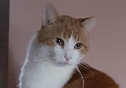 Rufus has gone to a wonderful new home where he has become the lone king of the castle. We love this boy and wish the whole family joy and fishy treats!