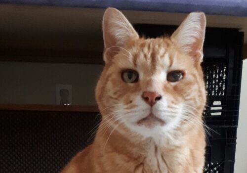 Spencer currently resides in his new home in the big city, loved by his new "mom," Katharine! Click on his pic for their lovely story!