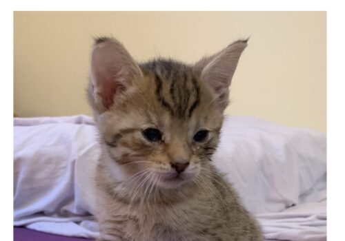 Chip turns into Loki and joins his adoptive mom, Amanda, in his new home!