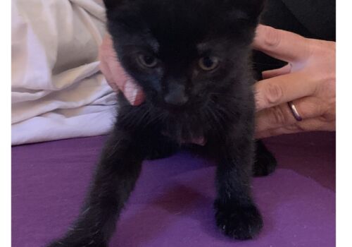 Lil Buddy is renamed Lucifur and joins Jacqui and family in a loving, happy home!