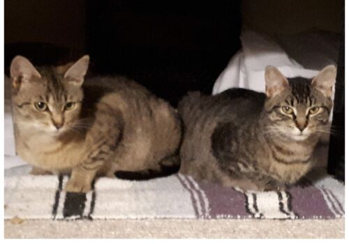 Sisters stick together! These loves have found home with Amber, Shanessa, Zennon, Travis, Jettah, and Lawrence!