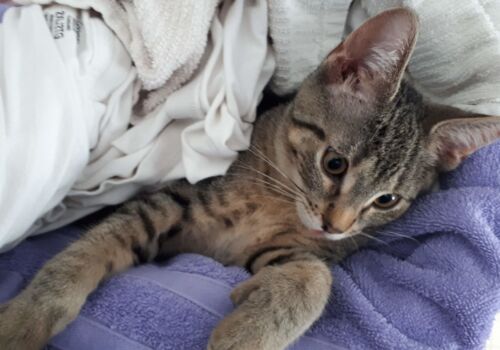 Alex, Candice and family have brought Stephen (formerly Special) into their home and loving family.