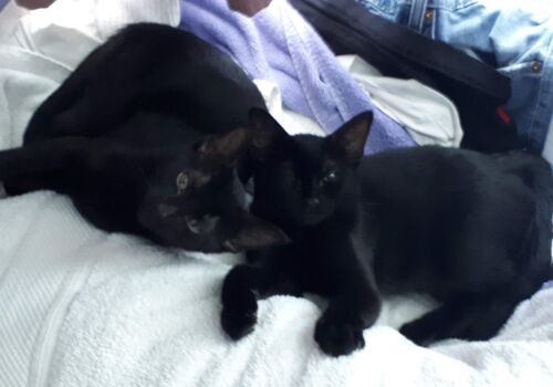 The girls have always been a natural pair, and are settling into their new home with Jonna and Journey and Kraemar.