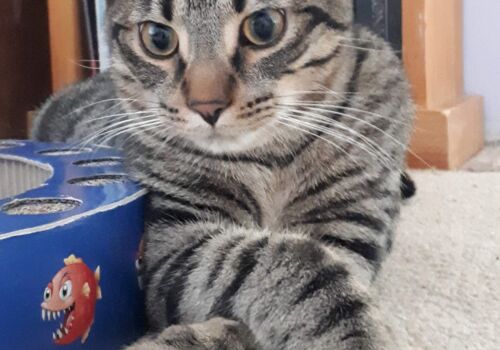 Lou joins Paige and Taylor in the big city, in a new loving home. Hooray!