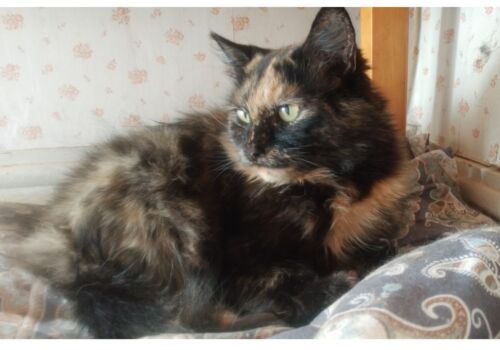 Kali made such an impression on her foster father, Jim, that she decided she wanted to stay. Now she goes by the apt name Mama Kitty