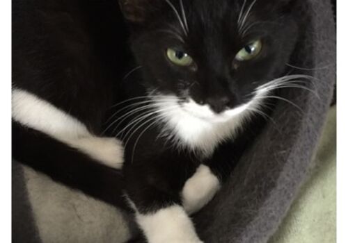 Karen and Duncan were up for the challenge and now share their home with our sweet girl.