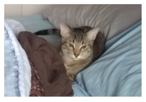 This sweet boy skips town for new digs with his human family, Pam, Jacob, Sawyer, Kobi, and Emma!