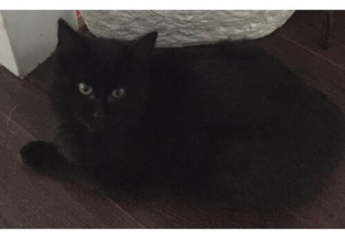 Heather and Mike just couldn't let this boy go! His foster family becomes his permanent family!