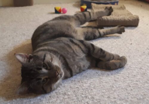 Richard had picked another boy to bring home, but his choice wasn't ready for a new home yet, and after almost an hour of trying to secure his choice, Richard decided that Romeo had sold himself in the meantime with his loving nature. We don't think that anyone was disappointed!