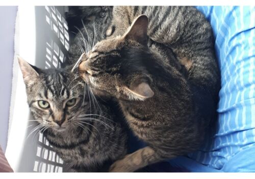 Brother and sister Ivy and Tomi have been with us for almost two years, and they have become an indispensable part of our family; sadly, they are forced to stay with us :P Welcome home, loves!