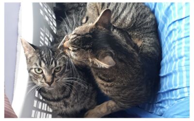 Brother and sister Ivy and Tomi have been with us for almost two years, and they have become an indispensable part of our family; sadly, they are forced to stay with us :P Welcome home, loves!