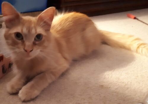 Rex found Mary, or Mary found Rex. Whatever happened, it turned out splendidly! Don't forget Cocoa the hamster!