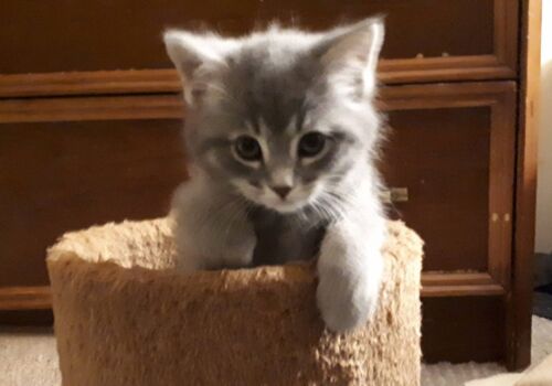 Beautiful Gracie joins her six older siblings and caring humans Joe and Patty. That's a lot of feline loving! Send in the catnip!