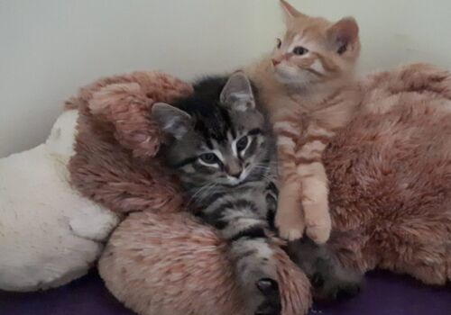 Honey's boys head to lovely digs with Jane and Val, two kings in one kingdom. Best to all!