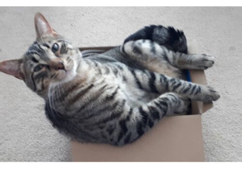 The last of 10 siblings, Bobby has been waiting for Pauline all this time! Best to our two friends as they settle in!