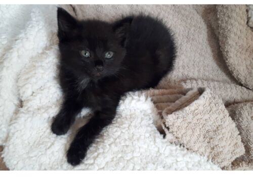 Luna joins fellow feline Nala and humans Cam and Ian in swank downtown digs overlooking the Thames. It's a long way from Staples, love! Best to all!