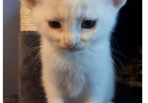 Babe found out her actual name is Bambi and decided to move out of Appin for her new home with Tyler, Karen, Edith, Jake! and the rest of the menagerie!