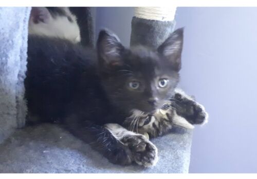 Beauregard is renamed Elio and makes his new home with Samantha and her family! Rock out, little Elio!