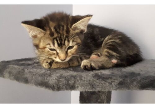 She started out as Claudia, but becomes Stella as she cozies up to Eric, Duncan, Kayleen, and Pete. Oh, and Cinder of course! That's a big family!