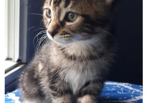 We misunderstood when he said his name was Danny. His new family of Kim, Tim, and the kids welcome Spencer home. Woo hoo!