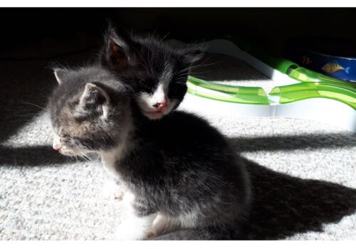 We all need someone we can lean on, and these two now have each other, Elisa, Jethro, Cordelia, and Leroy! One big happy family! With chickens!