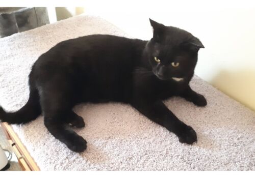 Marigold takes on his new name, Oliver (Ollie!) and moves in with a big, loving family that can give him the special care that he needs and deserves. Congratulations to Ollie, Michele, Grant, Kate, Indy, and Rascal!