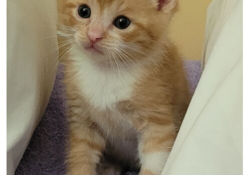 Fergus becomes Joey and moves to the big city with his new mom, Tomina.