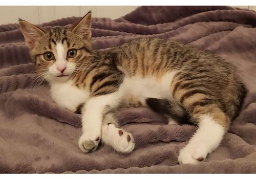 Greta becomes Bailey and sets up her royal throne with Megan! You look mahvelous, dahling!