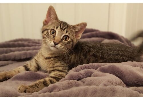 Jake (now Leo!) has found his forever place with his new mom, Mariam! We are sure that they will make each other very happy!