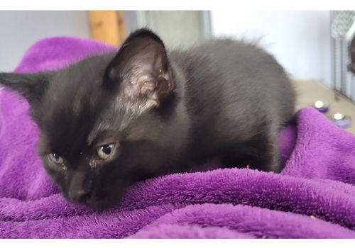 Maxi becomes Birdy and heads to the big city with Jessica and Evan! Good luck, love!!