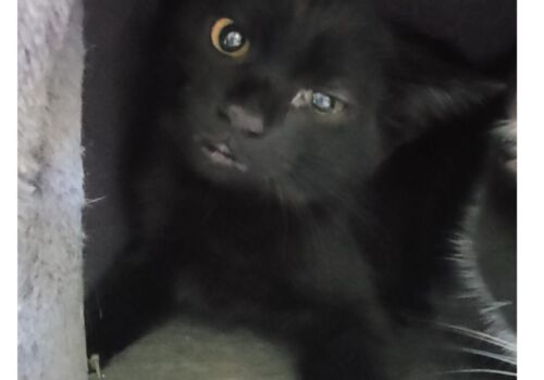 Stevie has found love and home in Dutton with Dale and Steph and new big sister, Barb! Hooray for you, sweet thing!