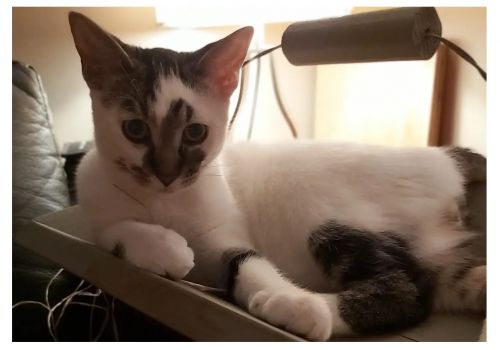 Oliver joins his cat (&dog) friends, and settles in with Steve, Josée, Gabe and Sam!